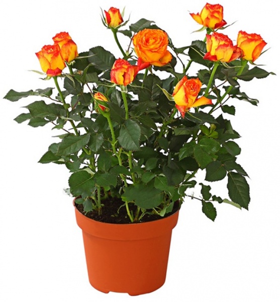 Растение Роза Патио микс 12/35