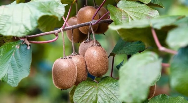 Растение Актинидия деликатесная Хейворд / Actinidia deliciosa Hayward C10 / H 250-300