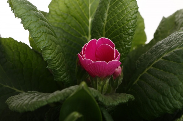 Растение Гиацинт + Примула 2 овал сердце в корзине