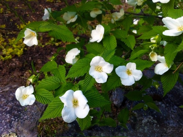 Рослина Розовик керієподібний/Rhodotypos scandens C4 /Н 40-60