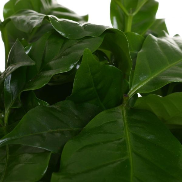 Рослина Кава Арабіка 12/25