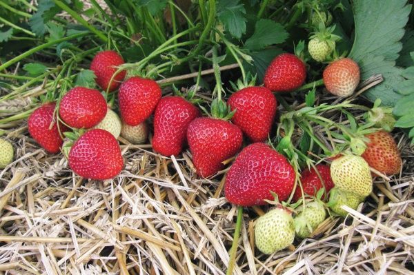 Саженец Земляника фриго сорт Эльсанта класс А