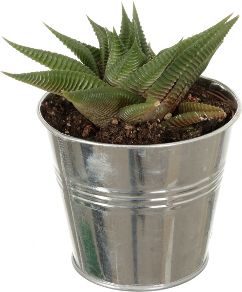 Растение Кактус в цинковом горшке 10x12 см