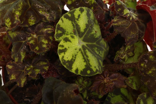 Рослина кімнатна Бегонія рекс 12/20