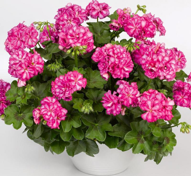 Рослина Пеларгонія пельтатум Іві(ампельна) д.19-20(амп)