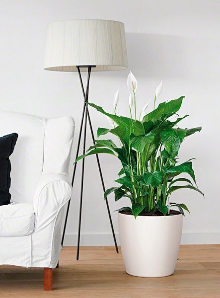 Вазон декоративный Lechuza Classico Color 35 круглый 36,5л белый (13210) 