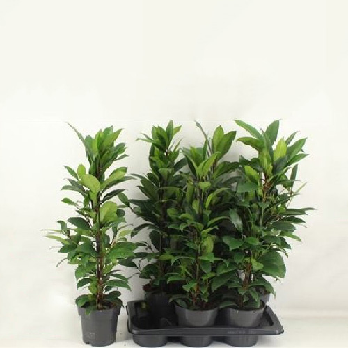 Рослина Фікус мікрокарпа 17х80 Cyathipulia Compacta