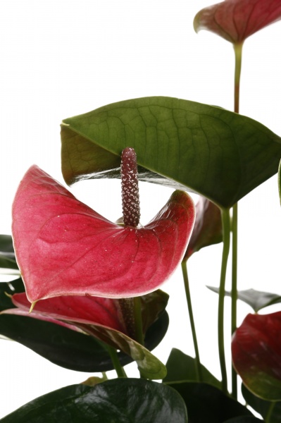 Растение комнатное Антуриум 12/40 микс