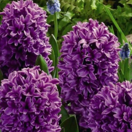 Луковица Яскрава Miss Saigon 2 шт. 