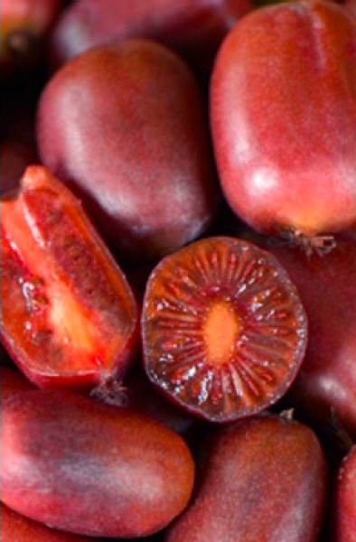 Растение Актинидия остролистная Scarlet September Kiwi (K21-S21 70+ C5)