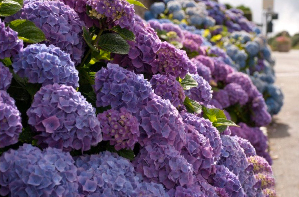 Растение Гортензия 14x40 фиолетовая