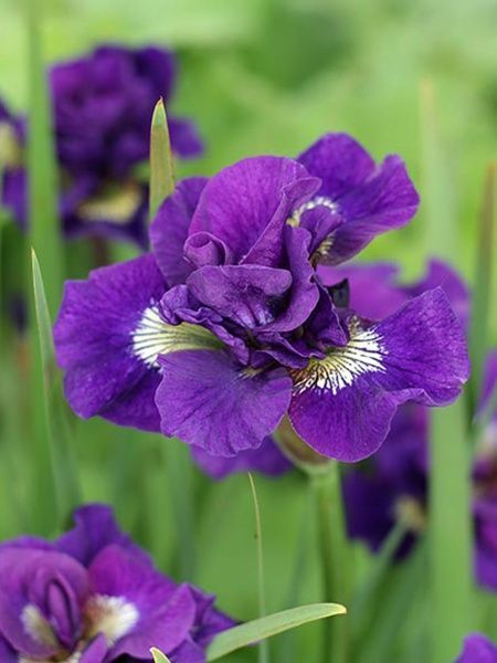 Корневище ириса Кебум 1 шт. 