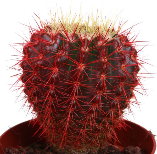 Рослина Кактус 7х10 см