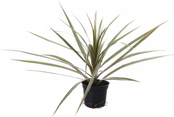 Рослина кімнатна Драцена біколор 9/30