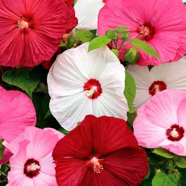 Растение Гибискус микс d15/h40