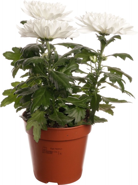 Рослина кімнатна Хризантема 14/45 Зембла