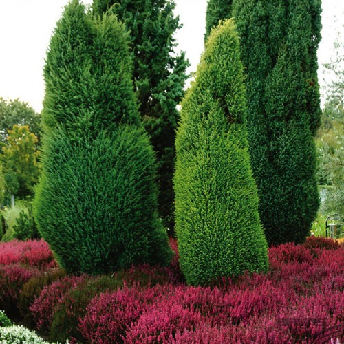 Растение Можжевельник обыкновенный Суэтика 120-160 С 20