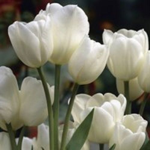 Луковица Тюльпан Многоцветковый Вайс Берлинер 5 шт. 