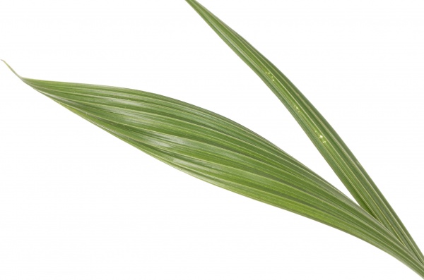 Растение комнатное Кокосовая пальма 19/120