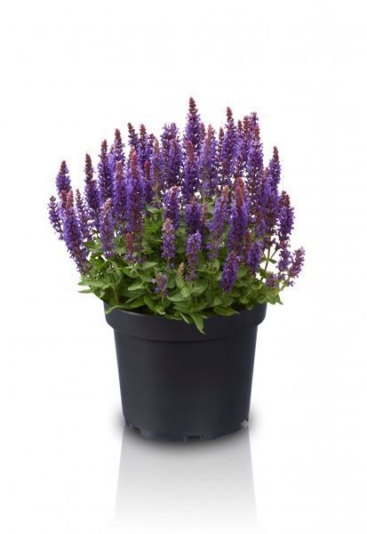 Саженец шалфей дубравный Blue Bouquetta (С3)