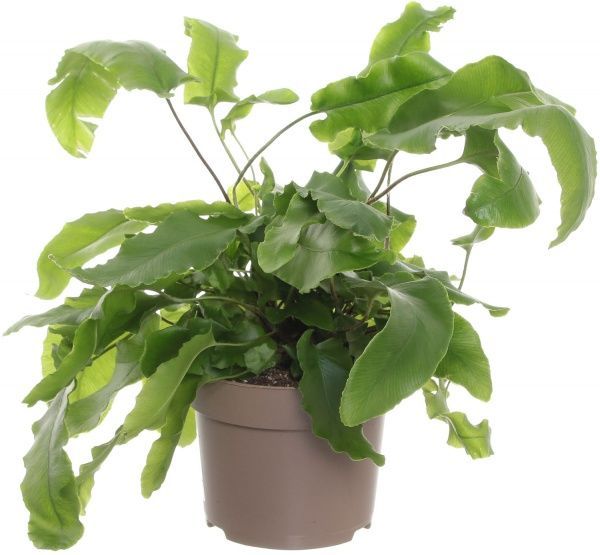 Растение Асплениум 12/35 микс