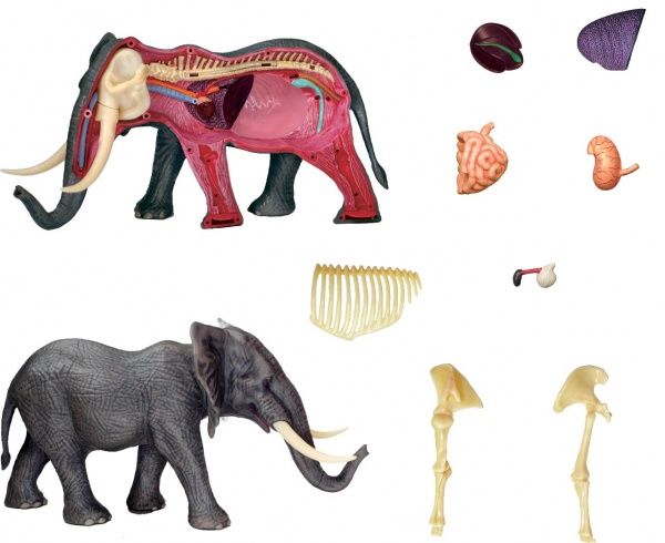 Объемная анатомическая модель 4D Master Слон FM-622037