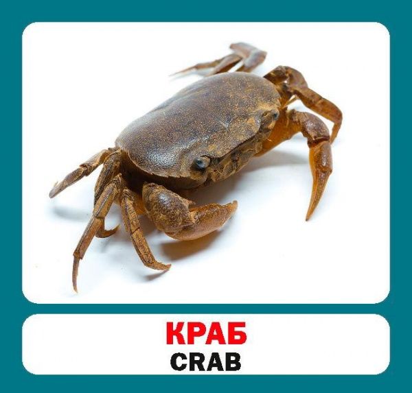 Книга «Навчальний посібник. Морські тварини . англ-укр»