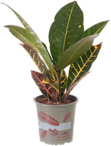 Рослина Кротон Петра 13x35 см