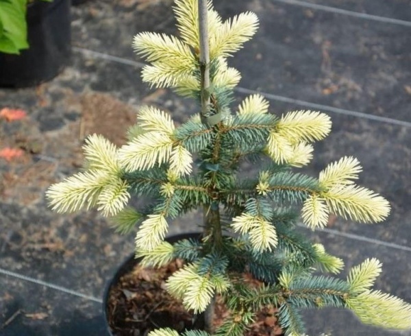Ялинка колюча / Picea pungens Bialobok C30