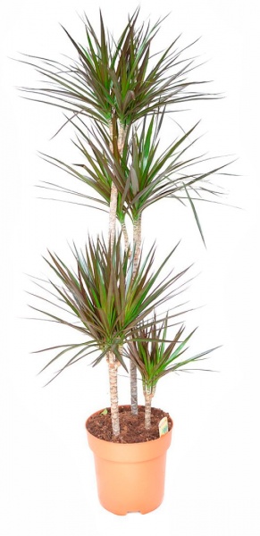 Рослина Драцена Маджента 4 стовбура 27х140 см 