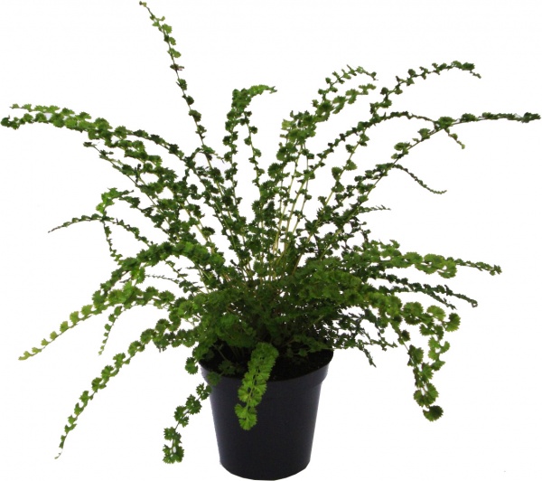 Растение Кочедыжник Женский Frizelliae