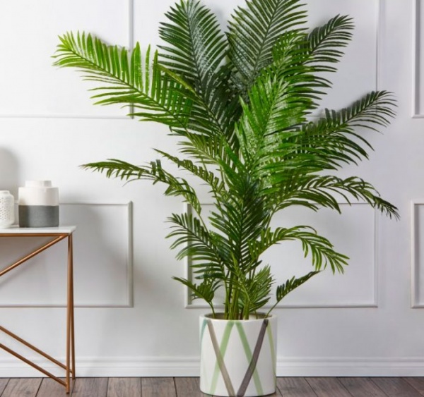 Растение Пальма Арека 17/50-65