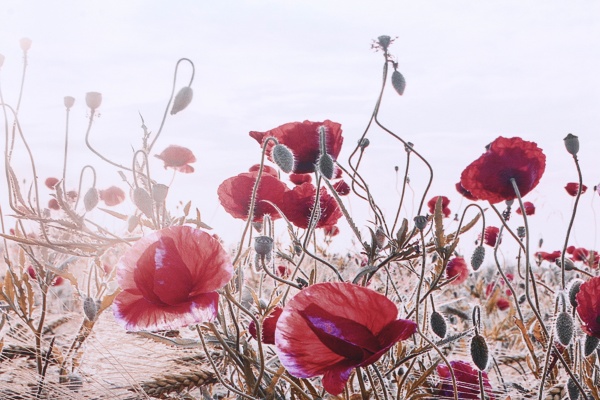 Картина Маковое поле 150x60 см Styler CA-13043 