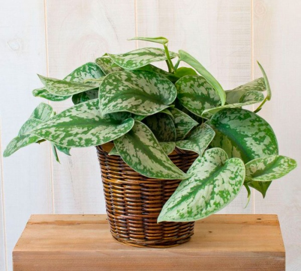 Рослина кімнатна Сциндапсус d14/h30