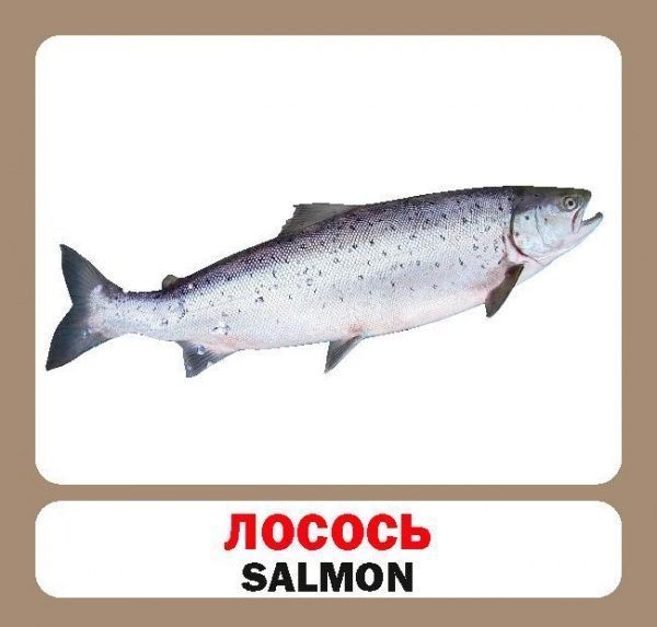 Книга «Навчальний посібник. Риби . англ-укр»