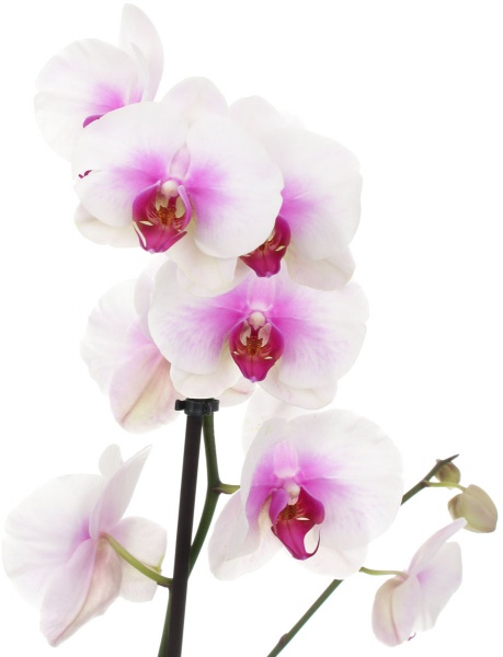 Растение Фаленопсис 2 рр 12х55 см