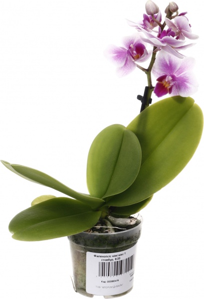 Растение комнатное Фаленопсис мини микс 6х20 см 1 ствол