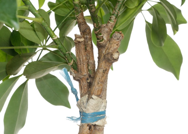 Рослина кімнатна Шеффлера 27/120