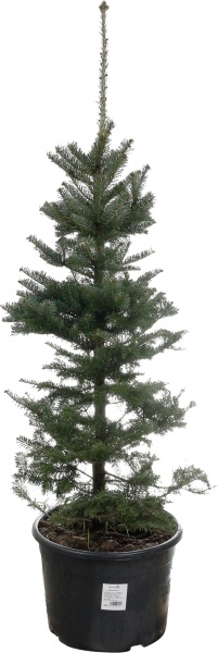 Ель колючая Picea pungens var. Glauca Majestic