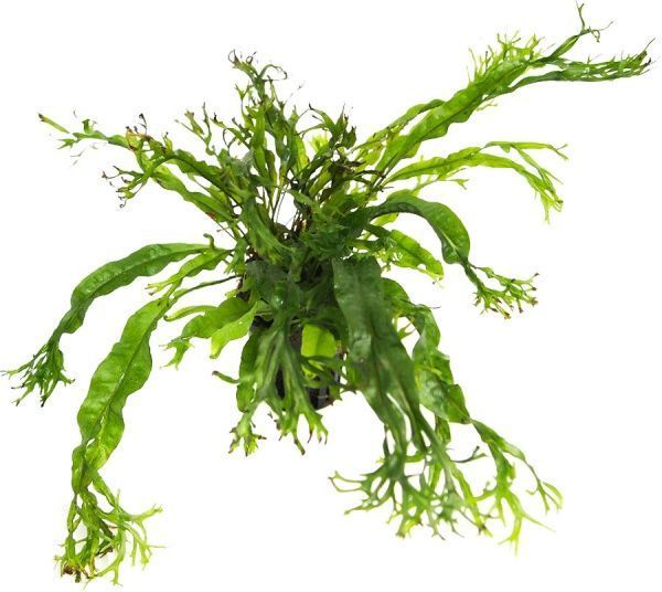 Рослина акваріумна Лотос К Мікросорум (Microsorum crisped leaves)