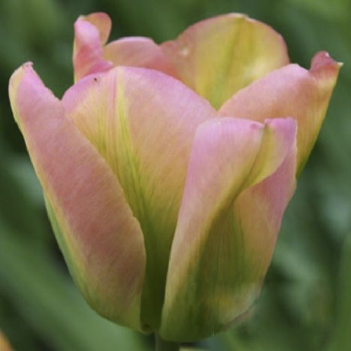 Луковица Яскрава Тюльпан виридифлора Groenland 3 шт.