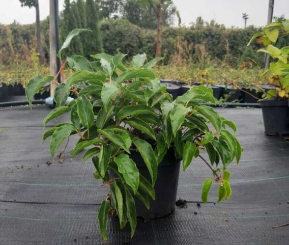 Растение Актинидия острая SCARLET SEPTEMBER KIWI (K23-S23 h40-60 C5)