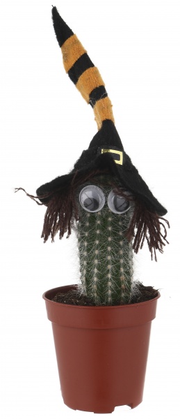 Растение Кактус в хелоуин шляпе 6/8