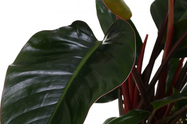 Рослина кімнатна Філодендрон New Red d19/h70