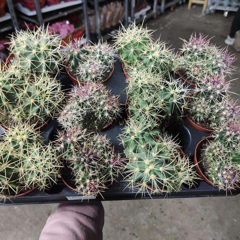 Растение Кактус 8х12 Ferocactus микс