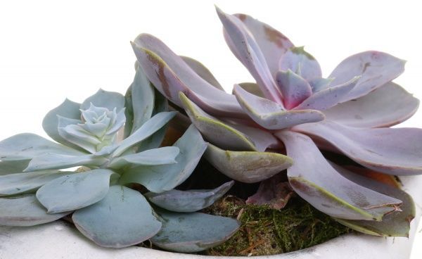 Композиція Сукулент в мушлі 35/25