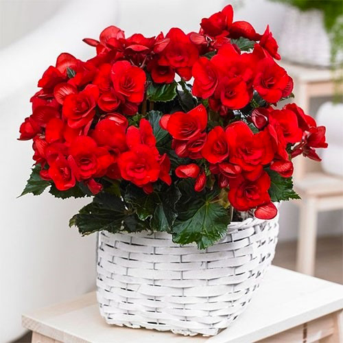 Растение Бегония красная Baladin d13/h30