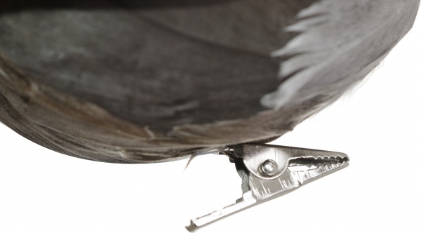 Фигурка декоративная на клипсе Птички 16х6,5х7 см HC4503230