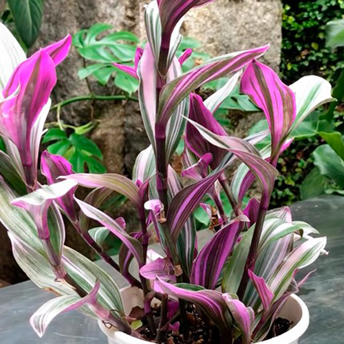 Рослина Традесканція d13