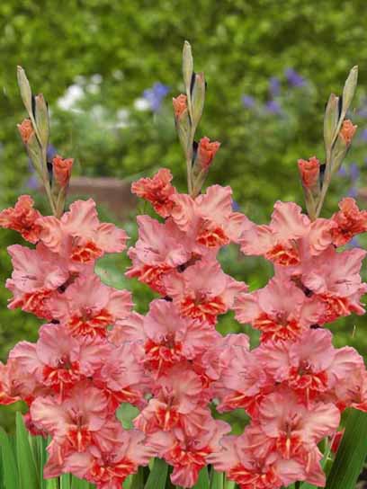 Клубнелуковица гладиолуса Шейди Фризл 3 шт. 